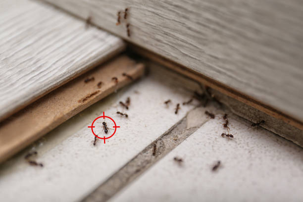 Reliable Missouri City, TX Pest Control Solutions